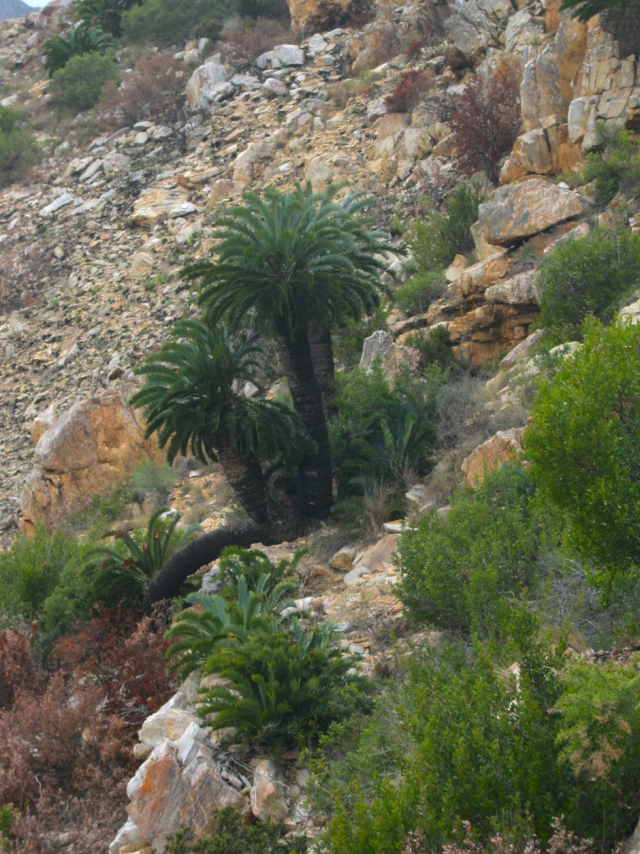 3 Bedroom Property for Sale in Joubertina Eastern Cape